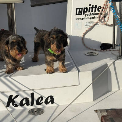 Our Loyal Companions on Board.