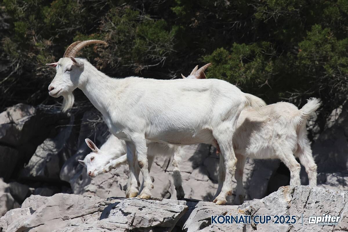 Giovedì, 4° giorno di regata