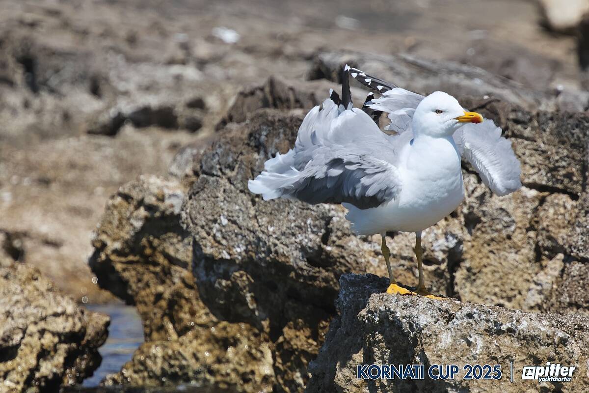 Giovedì, 4° giorno di regata