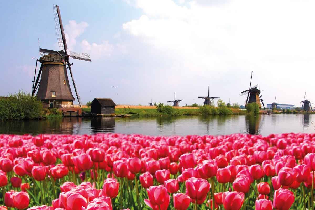 Tulpenfelder und Windmühlen in den Niederlanden.